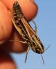 Stenobothrus nigromaculatus nigromaculatus